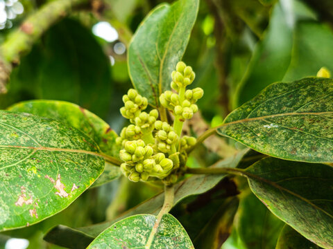 Close-up of small yellowish-green avocado flowers (Persea americana) blooming in a dense cluster on a branch with a soft blurred nature background. (155 karakter)