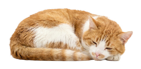 Curled Ginger and White Tabby Cat Photographic Cutout © Beni