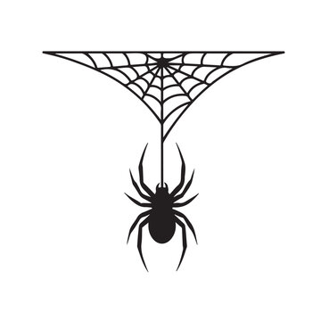 Spider hanging on cobweb on a white background