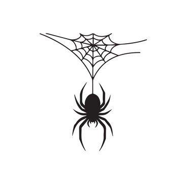 Spider hanging on cobweb on a white background