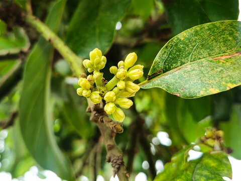 Close-up of small yellowish-green avocado flowers (Persea americana) blooming in a dense cluster on a branch with a soft blurred nature background. (155 karakter)