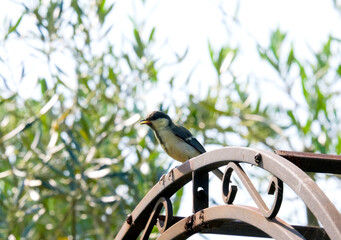 花壇に飛んできた野鳥