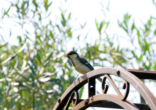 花壇に飛んできた野鳥