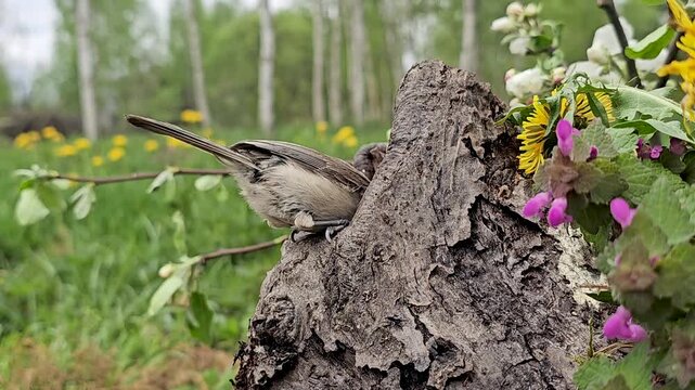 The brown-headed nuthatch, Poecile montanus, is sitting on an old stump. It is eating seeds in the background of nature