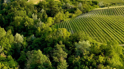 Fototapeta premium Aerial View of Rolling Green Vineyards and Lush Forest in Piedmont Italy