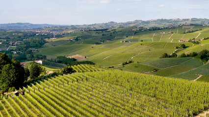 Fototapeta premium Aerial View of Rolling Green Vineyards in Piedmont Italy Countryside