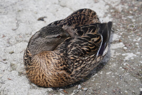 Mallard