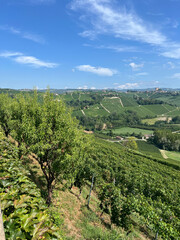 Fototapeta premium Rolling Green Vineyards and Hills in the Piedmont Region of Italy