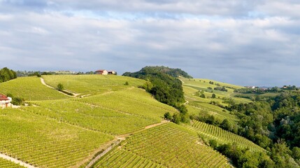 Fototapeta premium Aerial View of Rolling Green Vineyards in Piedmont Italy Countryside