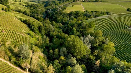 Fototapeta premium Aerial View of Lush Green Vineyards and Forested Valley in Piedmont Italy