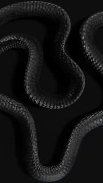 Black snake background portrait