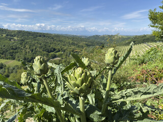 Fototapeta premium Fresh Green Artichokes Growing in a Field Overlooking the Piedmont Hills