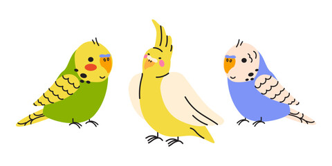 Vector illustration of cute domestic parrots, budgerigar and cockatiel isolated on white background