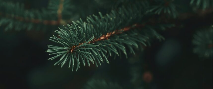 Araucaria Pine Leaf Close-Up Gentle Out of Focus Background, Green Tones