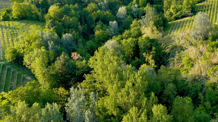Fototapeta premium Aerial View of Lush Green Forest and Vineyards in Piedmont Italy