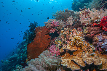 Obraz premium Coral reef off the coast of island in South Pacific