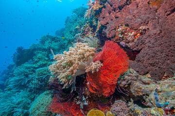 Coral reef off the coast of island in South Pacific © John Anderson