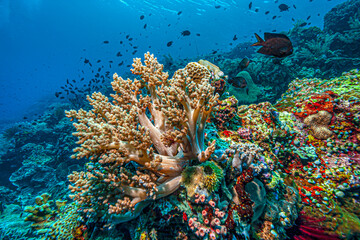 Coral reef off the coast of island in South Pacific © John Anderson