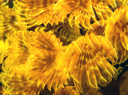 Split crowned tubework in closeup