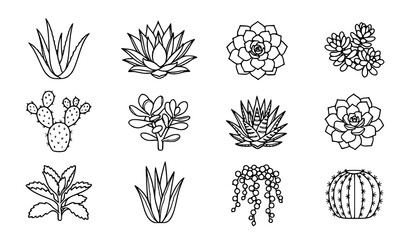 Minimal Succulent Plants Line Art Bundle with Aloe Agave Echeveria Cactus and Jade Plant Vector Set © Nirendranath