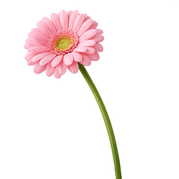 Single pink gerbera daisy flower on stem on transparent background. Beautiful pink gerbera flower with green stem close up, isolated on transparent Background. 