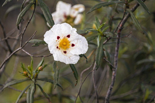 White Gum Rockrose flower with red spots blooming in a Mediterranean garden, representing nature and botanical beauty
