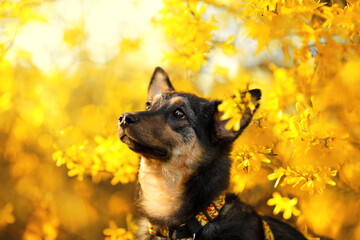 Cute mixed breed dog looking up in yellow spring flowers. Side profile portrait of loyal domestic animal in blooming forsythia bush. Fluffy pet enjoying warm sunny day outdoor on background © Krystsina