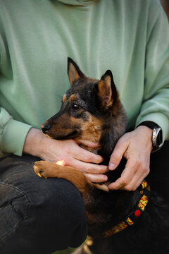 Owner holding cute mixed breed dog on lap. Close up vertical portrait of human hands hugging loyal domestic animal. Love, care and friendship pet concept isolated on green hoodie background