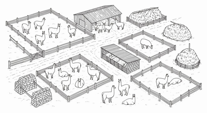 Hand-drawn black and white line art illustration of a llama or alpaca, featuring minimalist clean contours and a simple aesthetic, isolated on a plain white background for design.