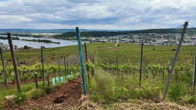 Fields of grapes. Vineyard in Europe