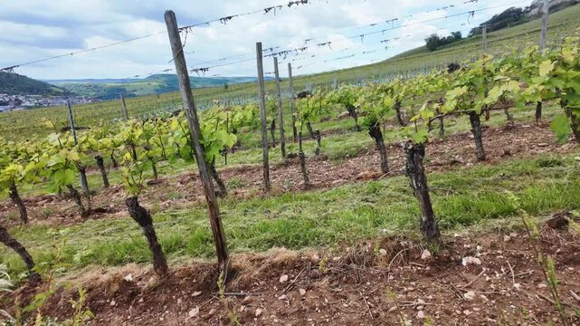 Fields of grapes. Vineyard in Europe