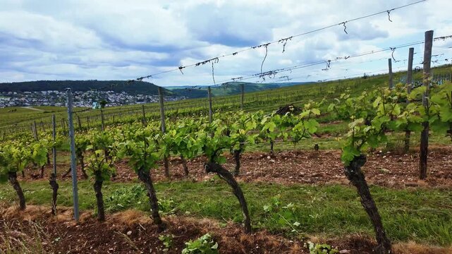Fields of grapes. Vineyard in Europe