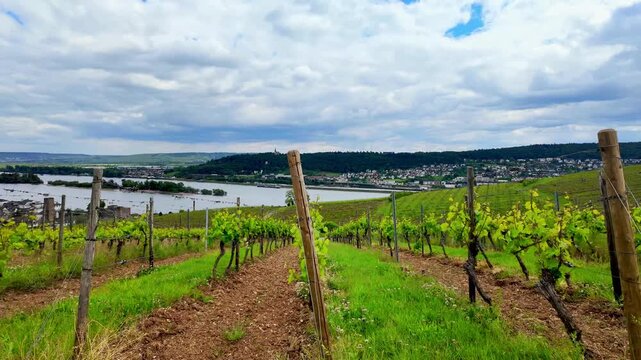 Grape fields. Vineyard near Rudesheim am Rhein in Germany