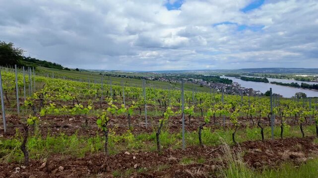 Fields of grapes. Vineyard in Europe