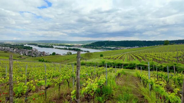 Grape fields. Vineyard near Rudesheim am Rhein in Germany