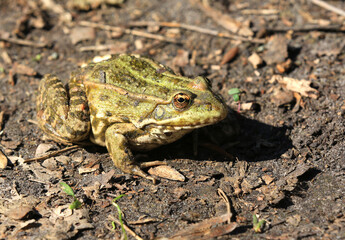 Fototapeta premium Close-up of a common frog resting on the forest floor among leaves and twigs