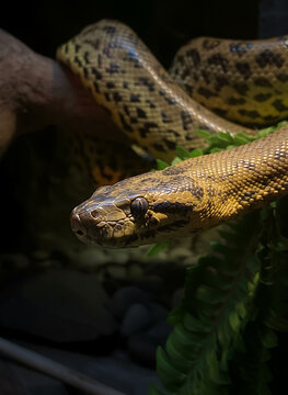 snake on the tree