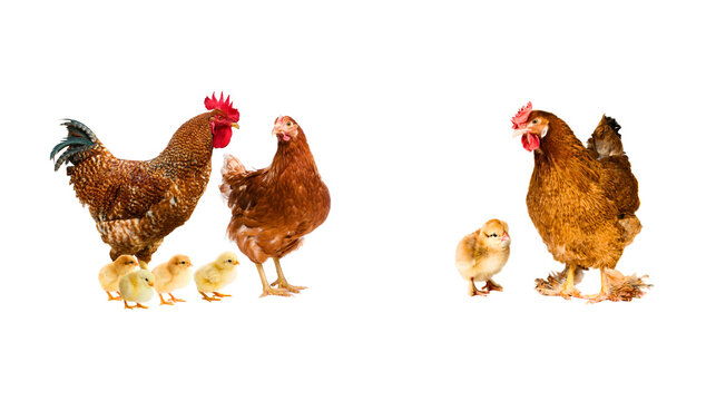 Rooster hen chicks family isolated on white background with baby chicken animal photography livestock domestic studio shot isolated agriculture wildlife countryside together outdoors