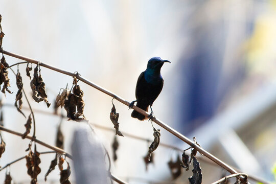 Olive-backed Sunbird (Luscinia olivacea) on a branch
