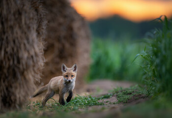 Fototapeta premium Cute young red fox ( Vulpes vulpes )