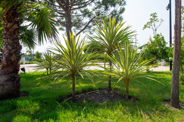 Fototapeta premium Decorative yucca trees on grass. Group of small decorative palm trees in green park area with lawn. Illustrates tropical landscape design.