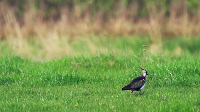 Northern Lapwing (Vanellus vanellus) standing  in green grass. Wildlife. Slow motion.