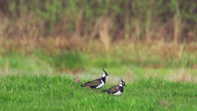 Northern Lapwings (Vanellus vanellus) standing  in green grass. Wildlife. Slow motion.