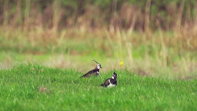 Northern Lapwings (Vanellus vanellus) standing  in green grass. Wildlife. Slow motion.
