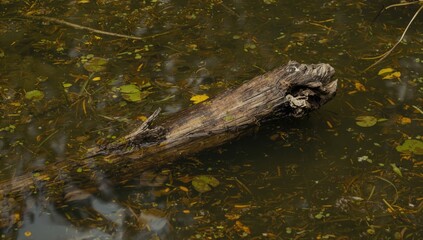 Fototapeta premium Rotting Log Partially Submerged in Murky Pond Aquatic Plants and Floating Debris