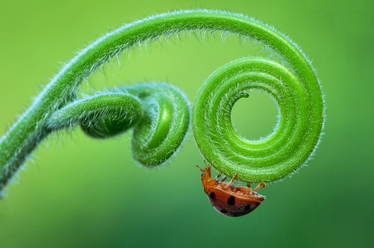 A ladybug hanging from a fuzzy green spiral plant stem against a soft blurred background in Salatiga, Central Java, Indonesia.
