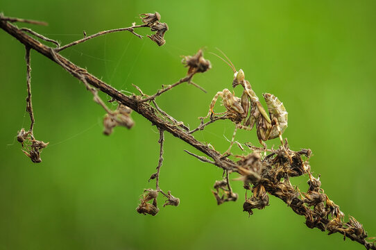A camouflaged praying mantis perched on a dry branch against a soft green background in Salatiga, Central Java, Indonesia.