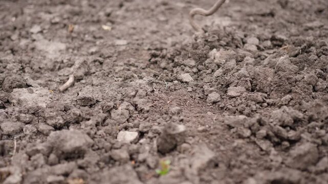 Close-up shot of a garden hoe tool loosening and tilling dark fertile soil on a bed. Preparing ground for planting in spring, agriculture and backyard gardening concept.