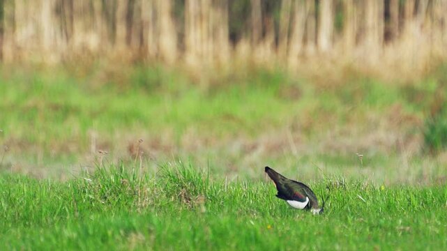 Northern Lapwing (Vanellus vanellus) standing  in green grass. Wildlife. Slow motion.