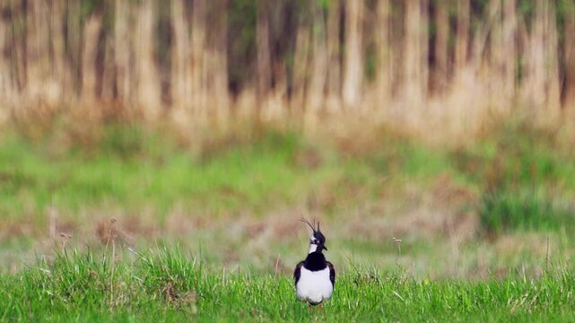 Northern Lapwing (Vanellus vanellus) standing  in green grass. Wildlife. Slow motion.
